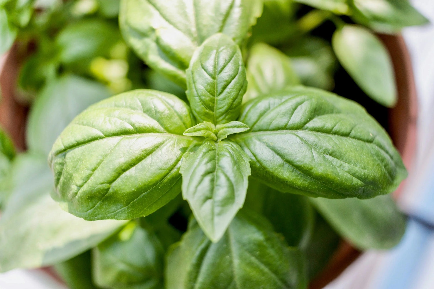 Basil leaves_for_pesto_culinary herb_kitchen garden