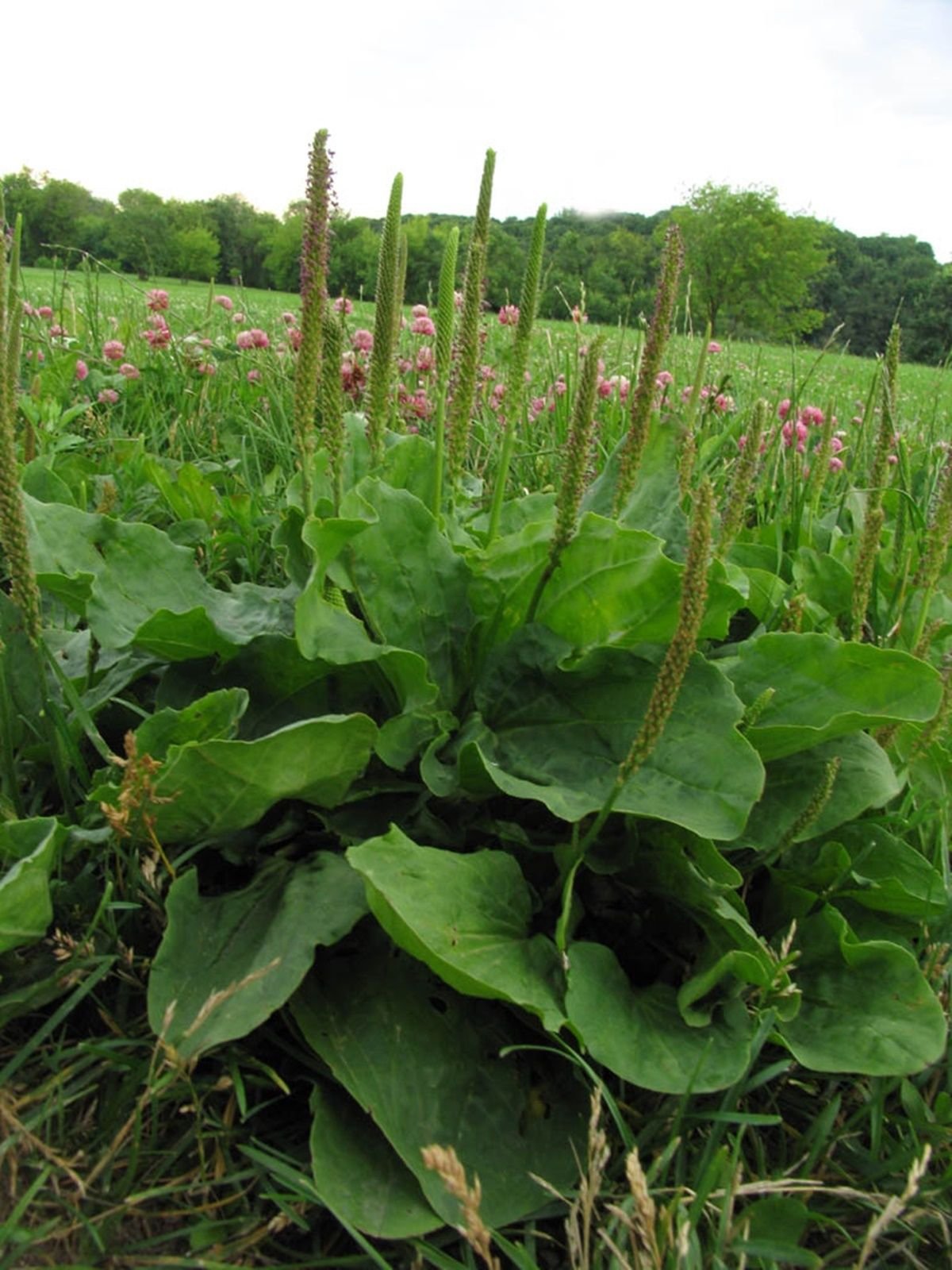 Large leaf Plantain_edible_herb seeds_plant