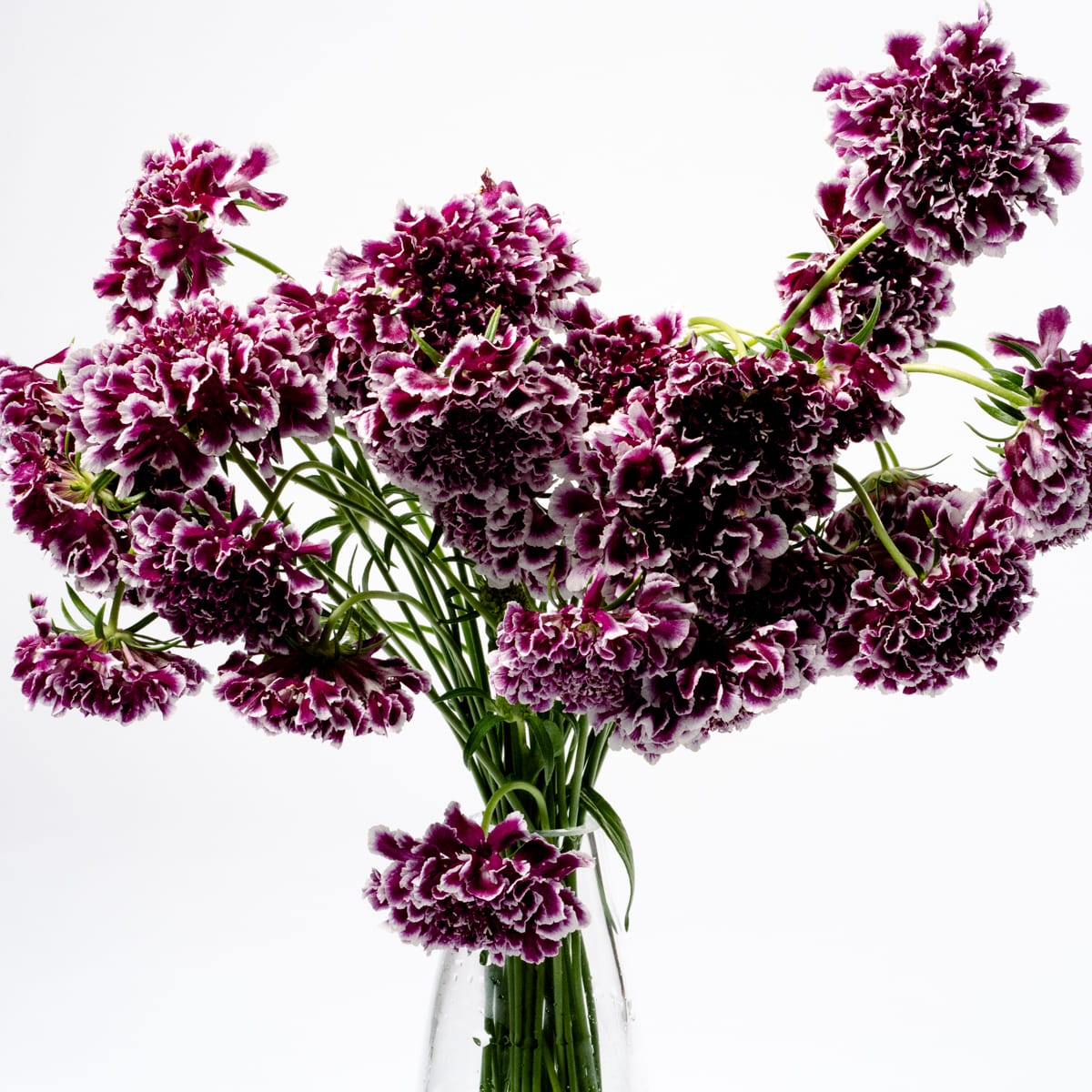 Scabiosa Purple Lace