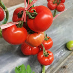 Late Maturity Big Size Tomato For Sale heirloom non-gmo organic garden seeds