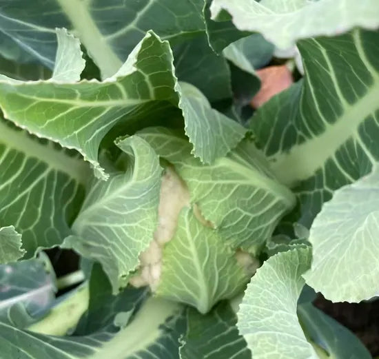 Late Maturity Compact And White Cauliflower For Sowing heirloom non-gmo organic garden seeds