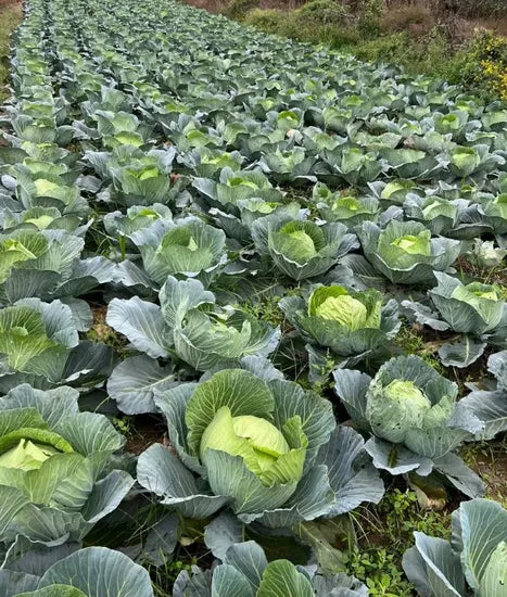 Late Maturity Hybrid Flat Round Shape Cabbage For Sowing heirloom non-gmo organic garden seeds