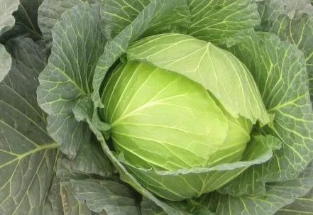 Late Maturity Hybrid Flat Round Shape Cabbage For Sowing – Heirloom, Non-GMO, High Germination Organic Garden Seeds