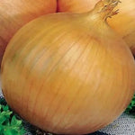 Late Maturity Long Day Onion heirloom non-gmo organic garden seeds