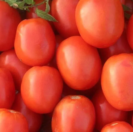 Late Maturity, Semi Determinate, Square Shape Tomato , High Yield, Good Heat Resistance Tomato heirloom non-gmo organic garden seeds