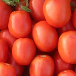 Late Maturity, Semi Determinate, Square Shape Tomato , High Yield, Good Heat Resistance Tomato heirloom non-gmo organic garden seeds