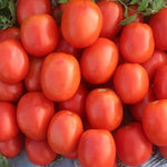 Late Maturity Square Shape Semi Determinate Tomato For Sowing heirloom non-gmo organic garden seeds