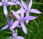Laurentia Starshine Blue Imported Microscopic heirloom non-gmo garden seeds