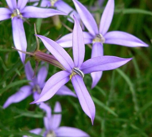 Laurentia Starshine Blue Imported Microscopic heirloom non-gmo garden seeds
