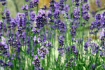Lavender Provence Flower Seeds for Planting - NON GMO Seeds Dhara Seeds