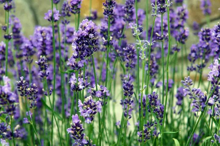 Lavender Provence Flower Seeds for Planting - NON GMO Seeds Dhara Seeds