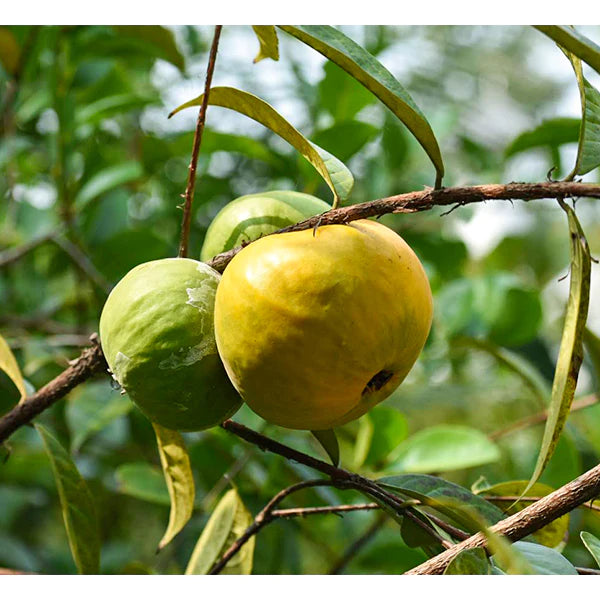 Araca-Boi Seeds (Psidium guineense)