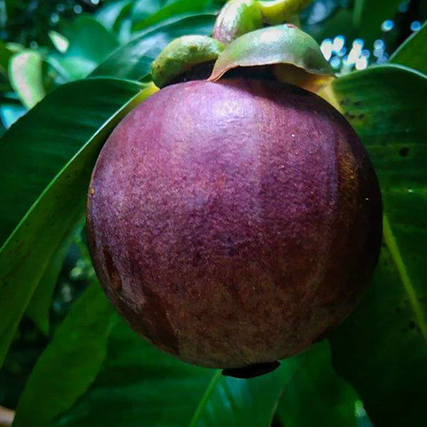 Mangosteen (Garcinia mangostana) Seeds