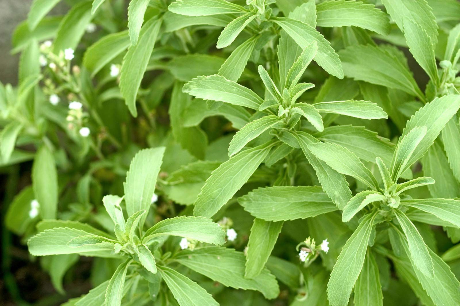 Stevia Rebaudiana Seeds