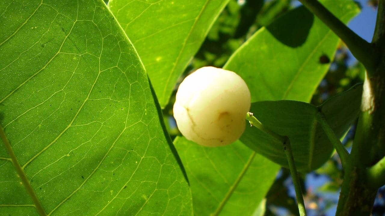 Lemon Aspen Fruit (Acronychia acidula)