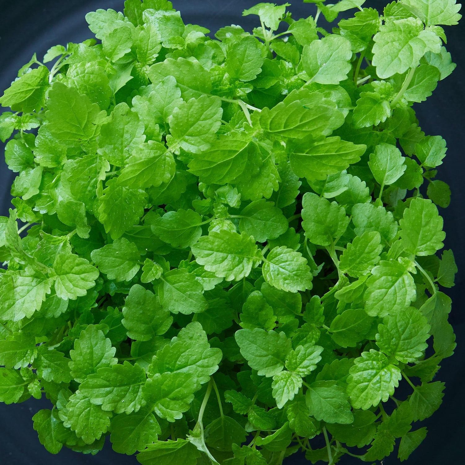 Lemon Balm -  Microgreen Seed