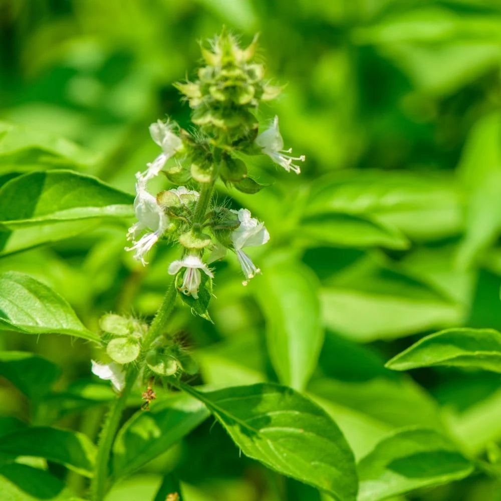 Basil Seeds - Lemon