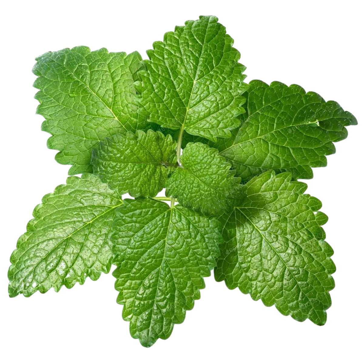 Premium Non-GMO Lemon Balm seeds packet (Melissa officinalis) for planting.