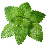 Premium Non-GMO Lemon Balm seeds packet (Melissa officinalis) for planting.
