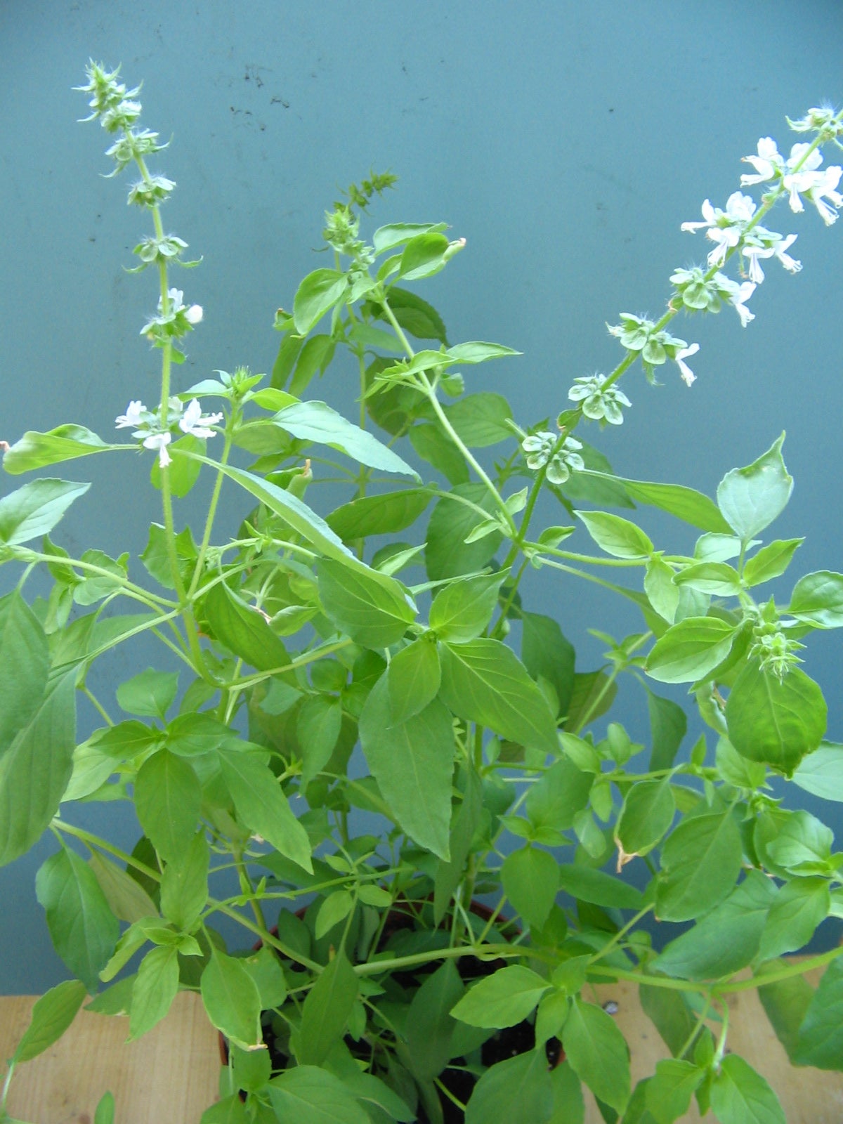 Image showing the correct spacing and planting of Lemon Basil seeds in an herb garden.
