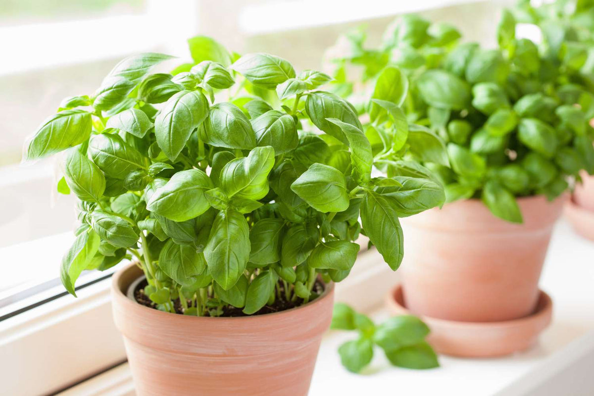 Lemon Basil plant growing in a container. Ideal basil for balcony pots and indoor windowsill gardening.