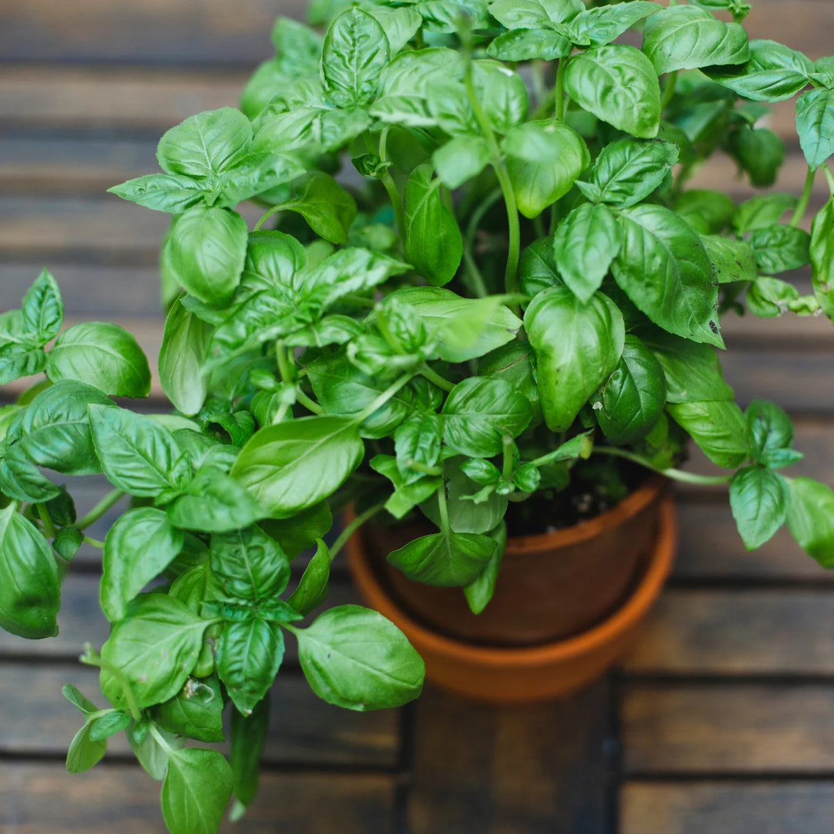 Non-GMO Lemon Basil seeds packet. Easy to grow basil for kitchen garden and containers. Buy basil seeds online.