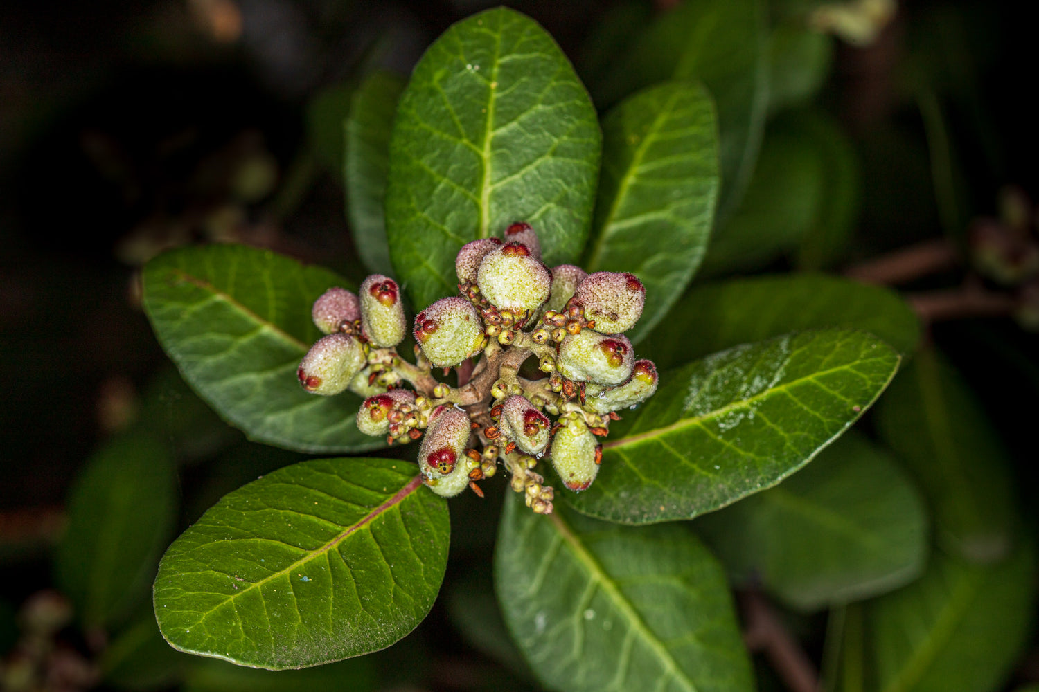 Lemonade Berry (Rhus integrifolia)