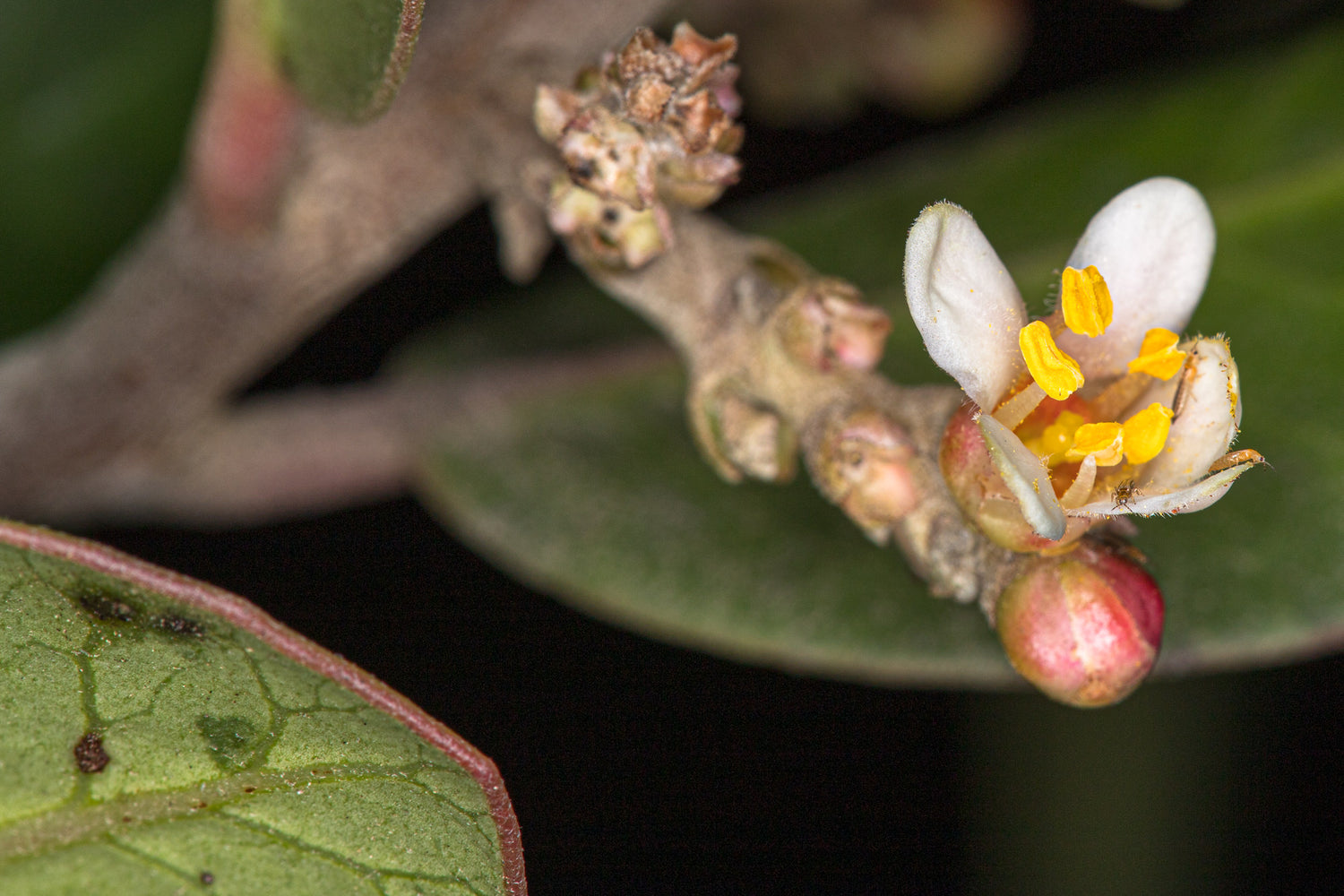 Lemonade Berry (Rhus integrifolia)