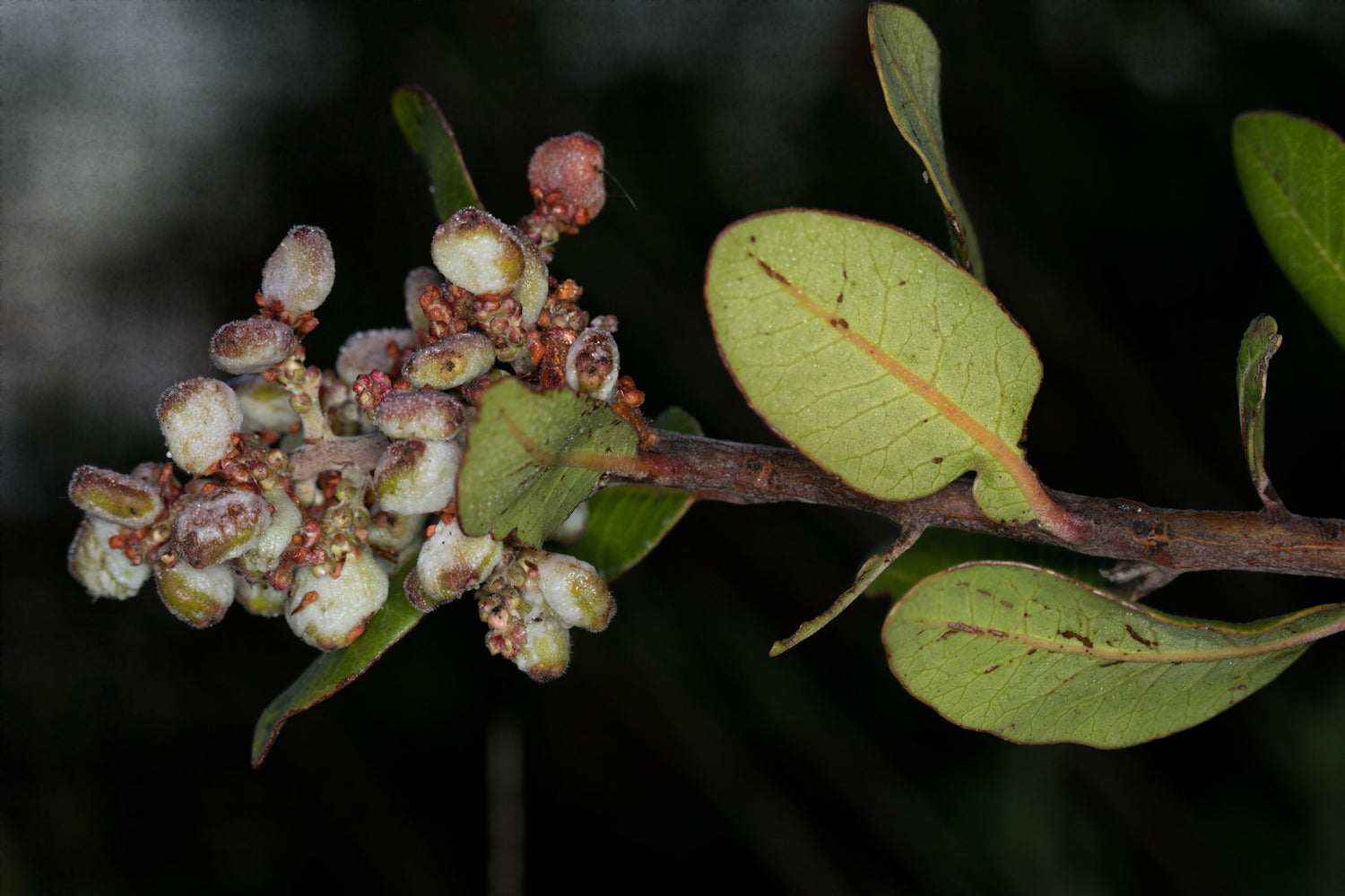 Lemonade Berry (Rhus integrifolia)