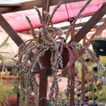 Rare Non-GMO Lepismium seeds packet for starting a unique jungle cactus houseplant.