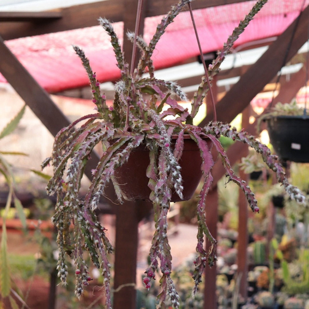 Rare Non-GMO Lepismium seeds packet for starting a unique jungle cactus houseplant.