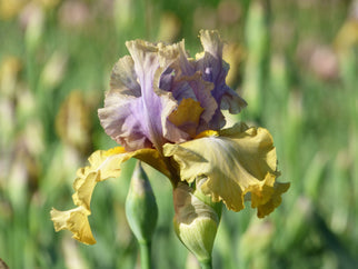 Let Evening Come Tall Bearded Iris