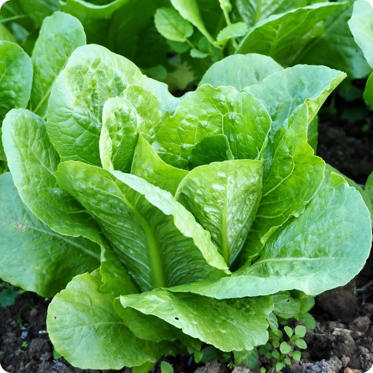 Heirloom Lettuce 'Parris Island Cos' Seeds for Garden and Container Planting