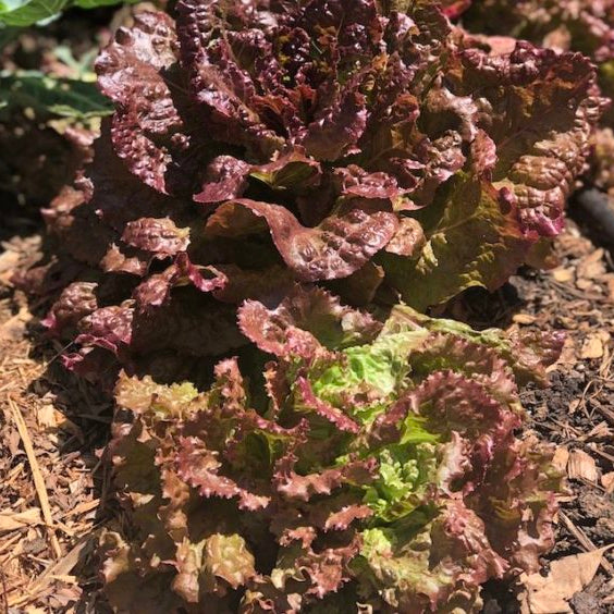 Red Sails Lettuce Seeds Heirloom Non-GMO High Germination Organic Garden Seeds