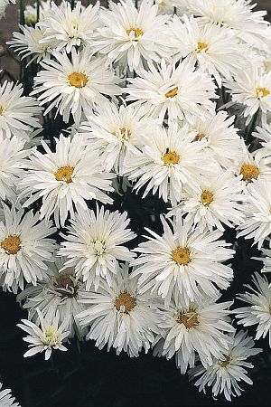 Leucanthemum Crazy Daisy Imported heirloom non-gmo organic garden seeds