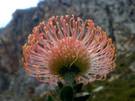 heirloom-leucospermum-cordifolium-flower-seeds-for-garden

