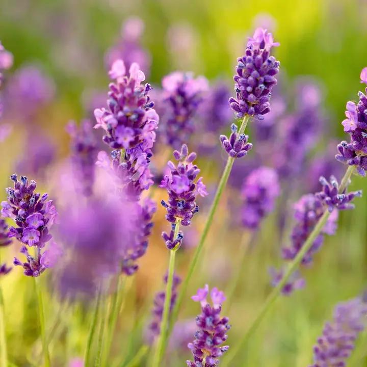 Lavender Provence Flower Seeds for Planting - NON GMO Seeds Dhara Seeds