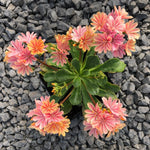 Heirloom Lewisia Cotyledon Flower Seeds, Non-GMO Colorful Rock Garden Blooms for Planting for planting in home garden