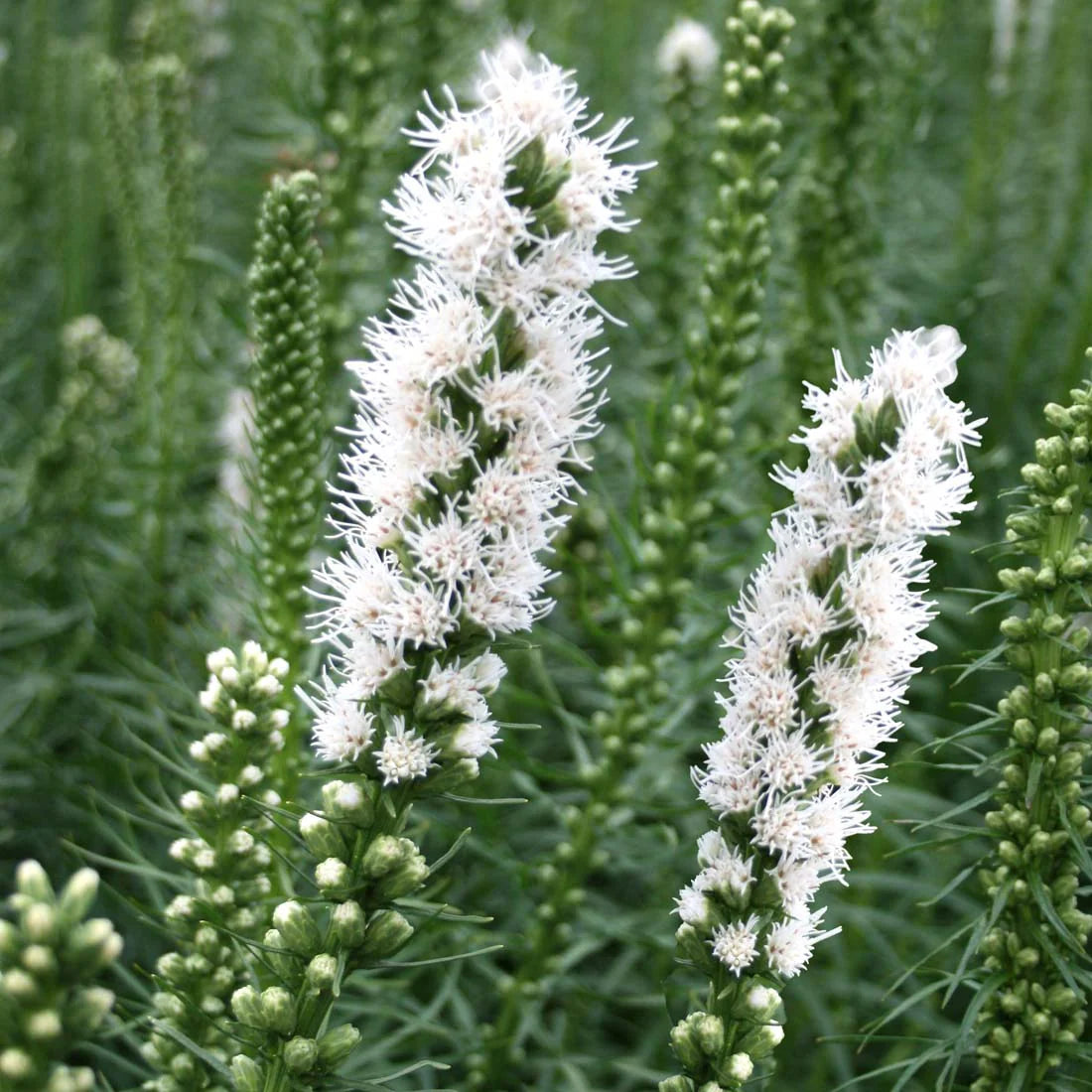 Blazing Star - Floristan White