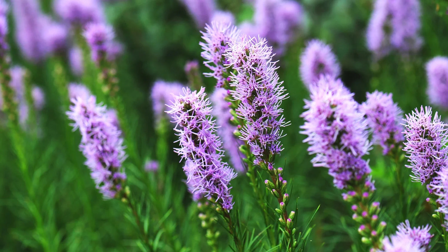 Blazing Star Seeds