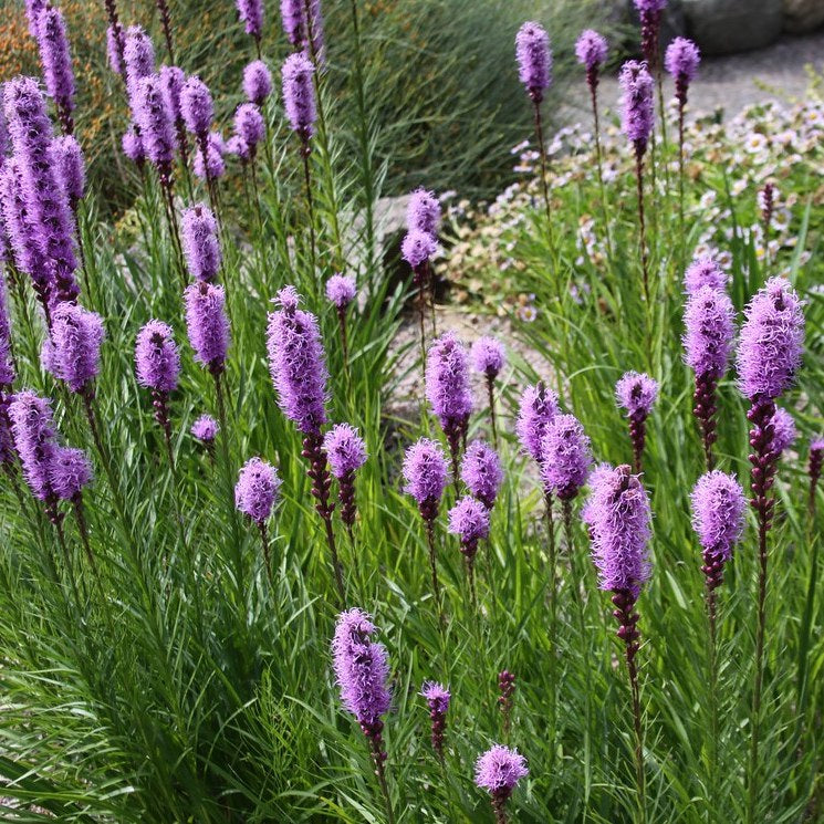 Blazing Star Liatris spicata Marsh Flowering Seeds For Planting in backyard pollinator garden beds