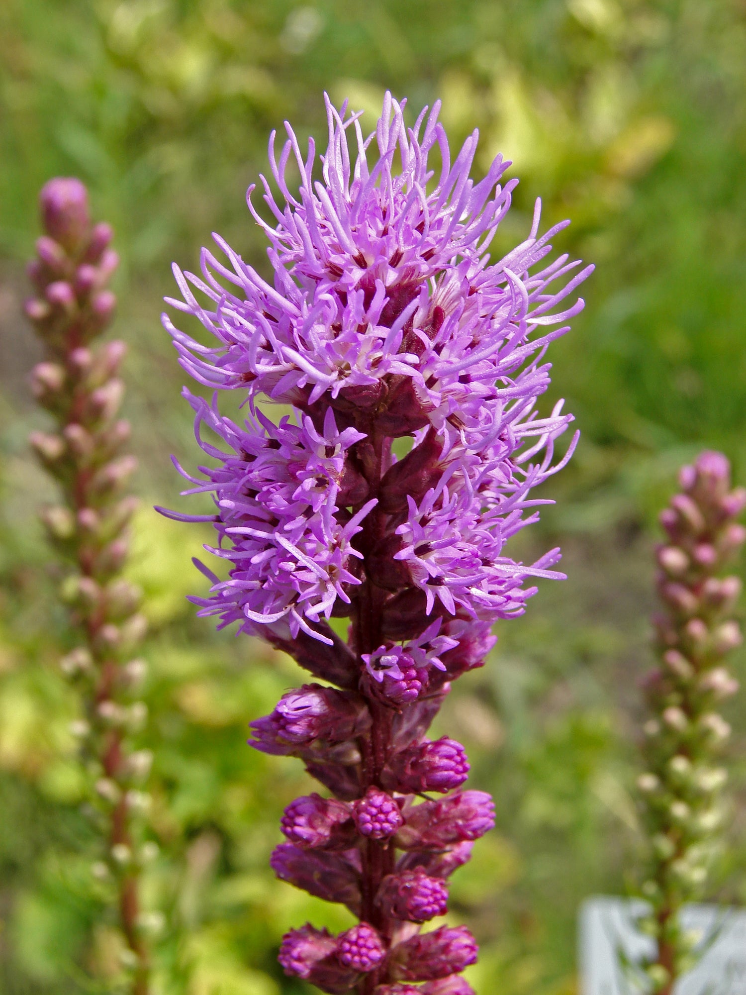 Purple Liatris Spicata