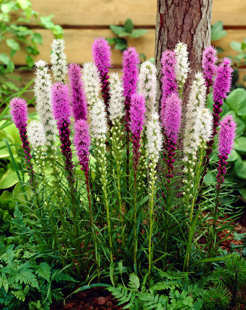 Liatris spicata/Blazing Star - Blue & White Mix