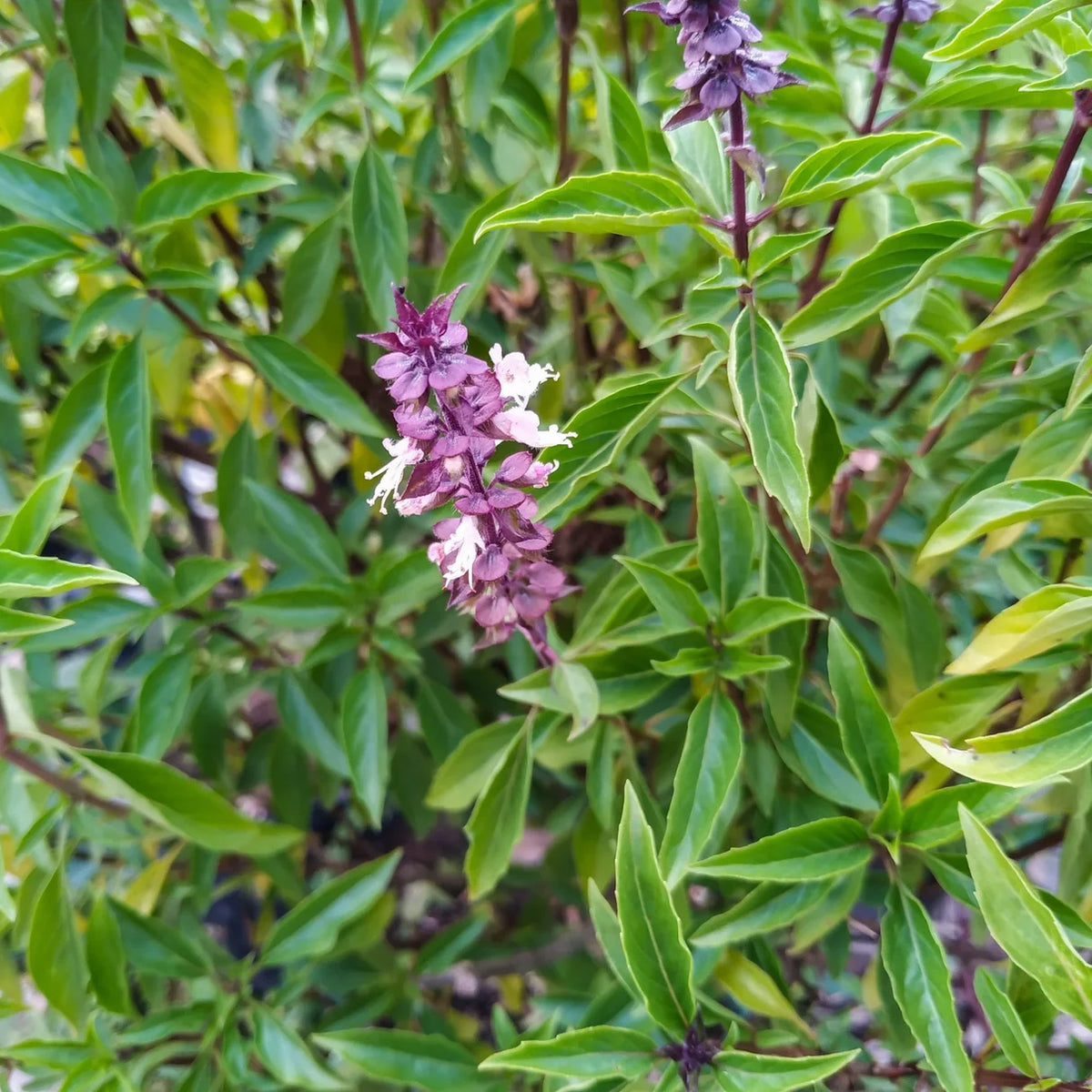 Close-up of Licorice Basil plant - unique flavor herb for cooking.