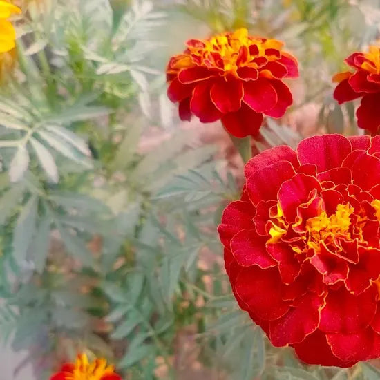 Light Loving Marigold Fast Growing Drought Tolerant Marigold Flower – Heirloom, Non-GMO, High Germination Organic Garden Seeds