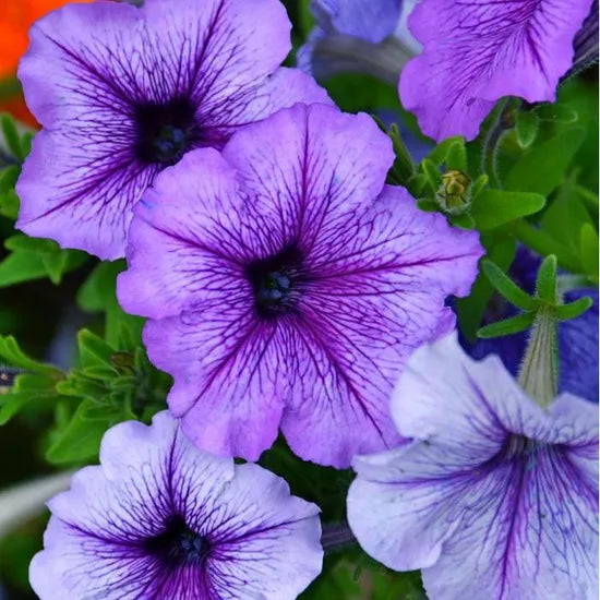 Light Loving, Not Frost Resistant Petunia Annual Herb Flowers Petunia heirloom non-gmo organic garden seeds