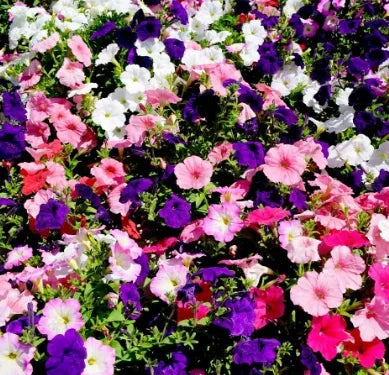 Light Loving, Not Frost Resistant Petunia Annual Herb Flowers Petunia – Heirloom, Non-GMO, High Germination Organic Garden Seeds
