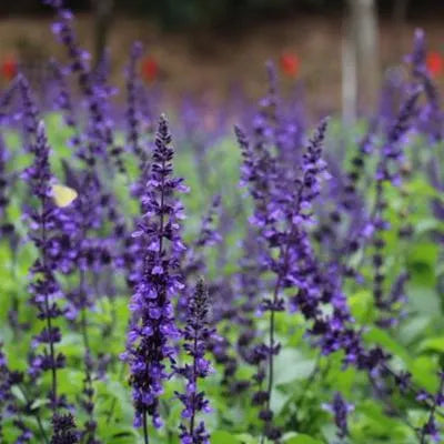Light Loving, Open Pollinated, Long Life Cycle, Decorative Flower, Annual Herb Saliva Flower heirloom non-gmo organic garden seeds