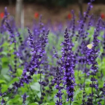 Light Loving, Open Pollinated, Long Life Cycle, Decorative Flower, Annual Herb Saliva Flower – Heirloom, Non-GMO, High Germination Organic Garden Seeds