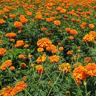 Light Loving Pest Resistant Tall Marigold Flower For Planting – Heirloom, Non-GMO, High Germination Organic Garden Seeds